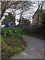 The road to Quither with daffodils in PL19 0QB