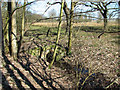 Farm bridge into a marsh pasture beside Low Common Lane in Wheatacre