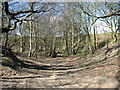 Birch trees growing in old sand and gravel pit in Wheatacre