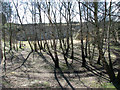 View into old sand and gravel pit by Sandy Lane, Wheatacre in Wheatacre