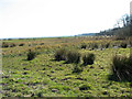 Pastures in Wheatacre Marshes in Wheatacre