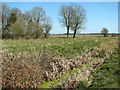 View across Landspring Dyke on the edge of Wheatacre Marshes in Wheatacre