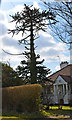 Monkey Puzzle Tree, Park Wood Road, St Leonards in TN34 2RD