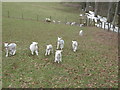 Lambs playing near a stile on the Clwydian Way in CH8 9NE