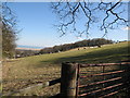 Grazing sheep and wood near Pentre Farm in LL19 9TH