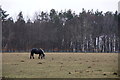 Horse in a field, Whitelea Road, Burrelton in PH13 9NY