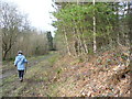 Forest Track in Barnes Wood in TN32 5JN