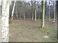 Picnic Site, Footland Wood in TN33 0NT