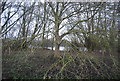 Woodland by a flooded gravel pit in CT3 1RU