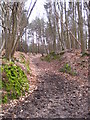 Track in Old Hall Woods in Belstead