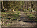 Footpath through the woods in SL5 7QX