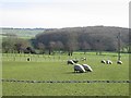 Sheep in fields opposite Horton View Farm in TN25 6AS