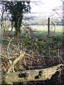 Fields and Hedgerow, Green Lane in GU34 3AU