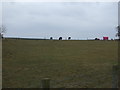 Grazing near Acklington in NE65 9BX