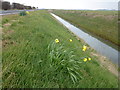 Daffs on the bank of Holbeach River in PE12 8BE