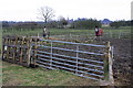 Horses in field on south side of Banbury Lane in OX17 3RU