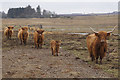 Highland cattle, Loch of Kinnordy in DD8 5HU