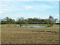 Pond near Conduit Wood in RM4 1AR