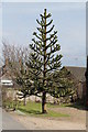Monkey Puzzle Tree off A151 in PE11 3JA