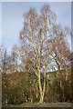 Birch woods in PH9 0PU