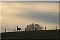 Roe Deer on the skyline, near Broad Moss, Rattray in PH10 7HD