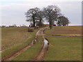 Oak tree lined track in High Easter & the Rodings Ward