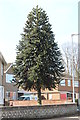 Monkey Puzzle Tree, Boston road in PE12 7GG