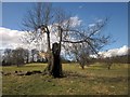 Old tree, Jacob Smith Park, Scriven in HG5 9DT