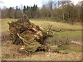 Fallen tree, Jacob Smith Park, Scriven in HG5 9DT