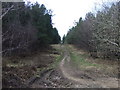 Track through woodland, Cannock Chase in WS15 2UA