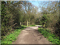 Track near Martinhole Wood, Langdon Hills Country Park in SS17 9ET