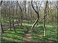 Martinhole Wood, Langdon Hills Country Park in SS16 5LA