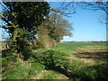 Hedgerow and Fields, Spring in CM3 1BL