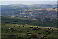 Sheep on Big Rough in OL3 5JX
