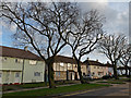 Housing on Hurst Way in Blenheim Park Ward