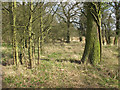 Narrow strip of woodland near Moat Farm in CO9 1RP