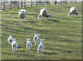 Ewes and lambs near Crabtree Farm in Brampton Ash