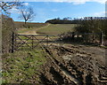 Gates on a farm track to Hermitage Wood in Brampton Ash