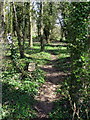 Northamptonshire Round goes through the trees in NN12 7SW