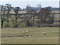 Pasture and sheep north of Bruntingthorpe in LE17 5QG