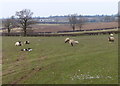 Sheep and farmland near Grange Farm in LE17 5QJ