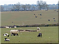 Pasture and sheep near Bruntingthorpe in LE17 5QJ