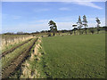 Farm track and pasture in Roxburgh, Ettrick and Lauderdale