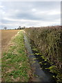 Hedge and ditch by Blisworth Road in NN7 2QB