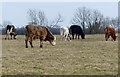 Cattle near Ashby Magna in LE17 5ND