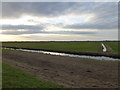 Washland north east of Whittlesey - The Nene Washes in PE7 1RH