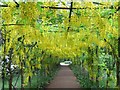 The John Beer Laburnum Walk in TW10 6JQ