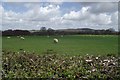 Field of sheep at Riley Green in BB2 5JA