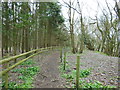 The path alongside Dowdeswell Wood in GL54 4EY