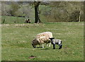 Ewe and lamb near Rugby Road in Westrill and Starmore